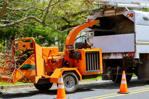 Why Choose Our Tree Removal Services in Frankfort, IN?